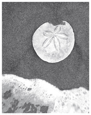 Sand Dollar and Surf Posters by Anon - FairField Art Publishing
