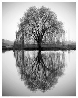 Majestic Willow by Anon - FairField Art Publishing