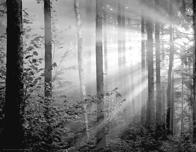 Light Through the Trees II by Anon - FairField Art Publishing