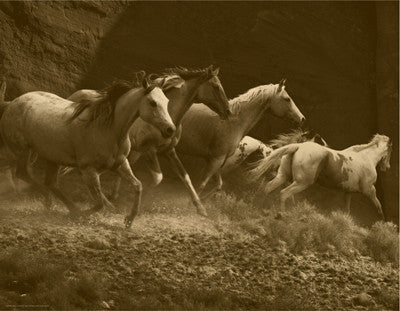 Wild Horses I Posters by Anon - FairField Art Publishing