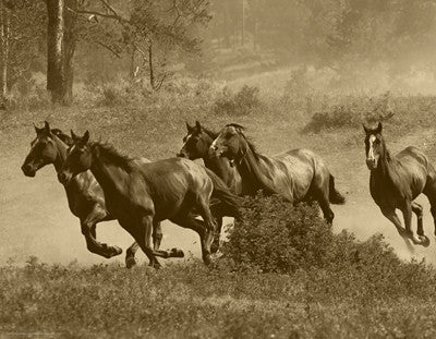 Wild Horses II Posters by Anon - FairField Art Publishing