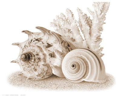 Seashells I Posters by Anon - FairField Art Publishing