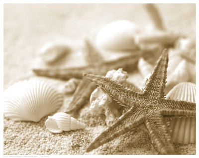 Starfish and Seashells Posters by Anon - FairField Art Publishing
