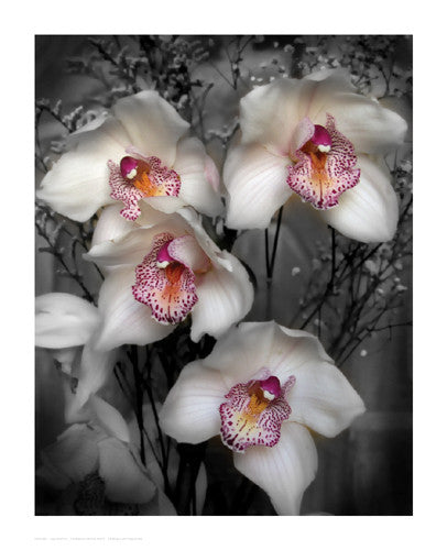 Cymbidium Orchid White by Igor Maloratsky - FairField Art Publishing
