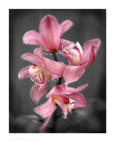 Cymbidium Orchid Bright Pink by Igor Maloratsky - FairField Art Publishing