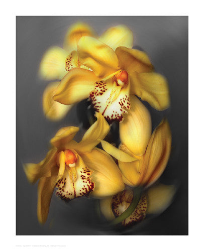 Cymbidium Orchid Yellow by Igor Maloratsky - FairField Art Publishing