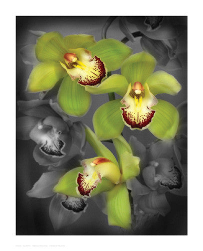 Cymbidium Orchid Green by Igor Maloratsky - FairField Art Publishing