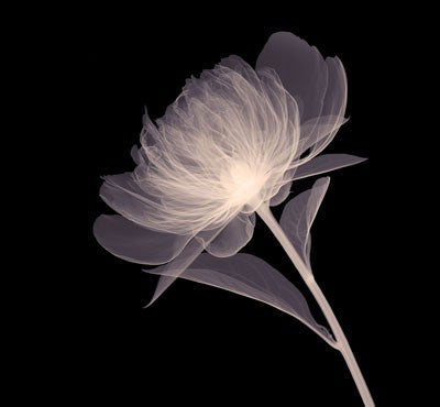 Full Bloom (Sepia) by Anon - FairField Art Publishing