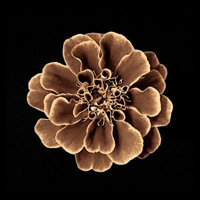 Ruffles in Taupe Decorative by Anon - FairField Art Publishing