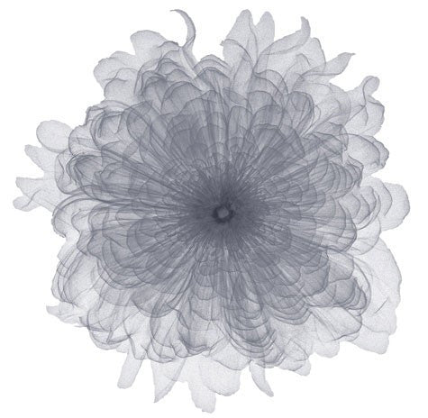 Chiffon Floral by Anon - FairField Art Publishing